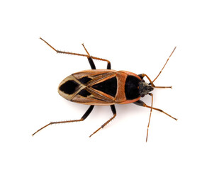 Xanthochilus saturnius bug isolated on white background