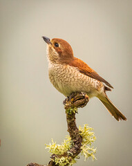 Alcaudón hebra 3 © LuisManuel