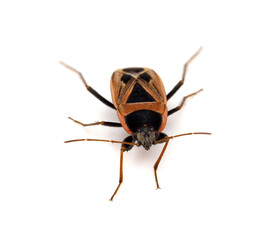 Xanthochilus saturnius bug isolated on white background