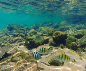 Fototapeta na wymiar Fishes under the Brazilian Sea