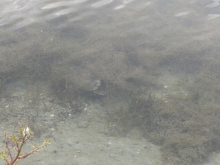 Un gros crabe dans un marais