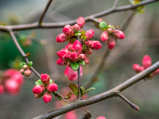 Fototapeta na wymiar Zierquitten mit rote Blüten in Frühling, Chaenomeles