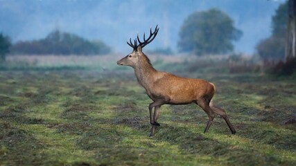 The Red deer (Cervus elaphus)
