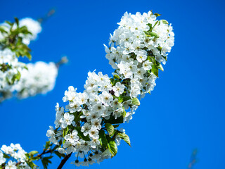 Mirabellenblüten auf blaue Hintergrund 