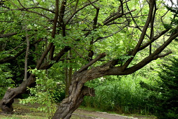 Fototapeta premium The similarly shaped trees at the park in Sapporo Japan