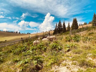 mountain landscape in the mountains in summer with sheep