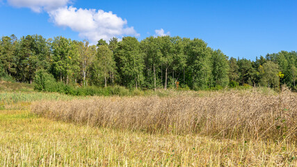 Rapeseed field during the harvesting. Stripes on the fields left after the harvester. New eco friendly technologies for biofuel oil production. Ripe rapeseed in the farms agricultural fields. 