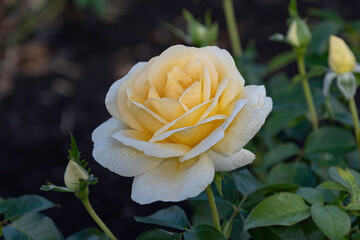 Yellow Tea Rose in bloom