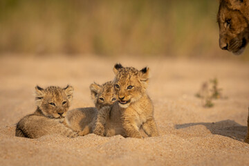 Three small lion cubs having fun in the sandy riverbed with mother looking over in Kruger Park in...