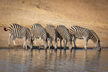 Fototapeta na wymiar Line of thirsty adult zebras standing at the edge of river and drinking water in Kruger Park in South Africa