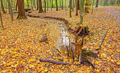 Seelhorster-Wald Hannover