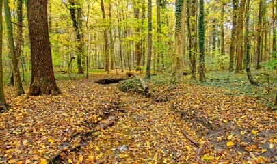 Seelhorster-Wald Hannover