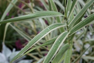 Obraz premium Closeup of rain drops on a decorative grass leaves in a public garden