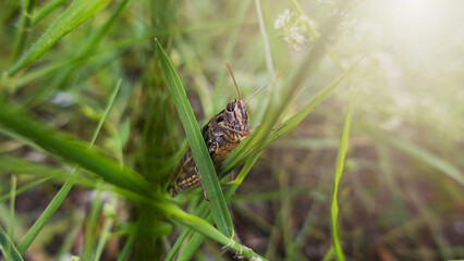 Grass Hopper Crawling Up The Green Grass. Bush-cricket Macro Shot. Summer Morning Meadow Eastern Locust Searching For Food In The Forest. Bush-cricket Macro Shot.