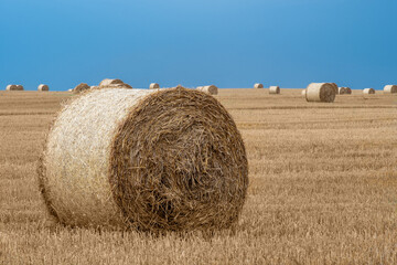 Fototapeta na wymiar Round dry hay and straw bales from cut grain on harvesting wheat fields. Blue sky in the background.