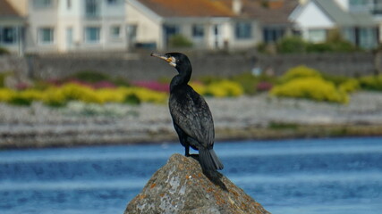 Isle of man
