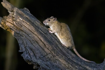 Brown rat on trunk at night