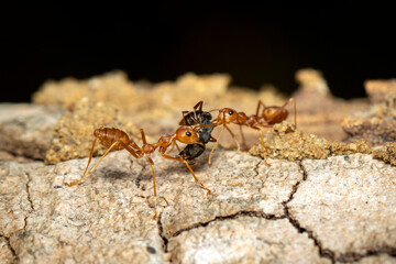 Image of red ant(Oecophylla smaragdina) on tree. Insect. Animal.