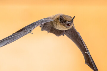 Flying Pipistrelle bat on brown background crop