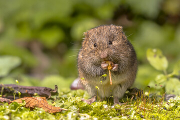 Field vole eating berry