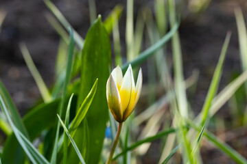 Beautiful yellow-white flower of wild tulip at spring