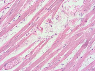 picture of histology human tissue with microscope from laboratory (not Illustration Designation)