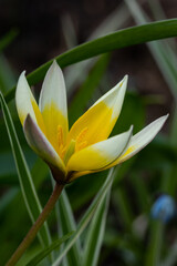 Beautiful yellow-white flower of wild tulip at spring