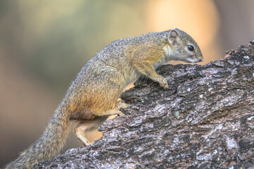 Tree squirrel climbing on branch