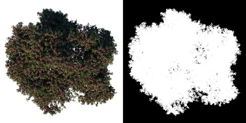 Top view of Tree (Adolescent Rosy trumpet pink poui Apamate Tree 3) Plant png with alpha channel to cutout made with 3D render 