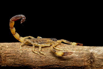 Image of brown scorpion on brown dry tree branch. Insect. Animal.