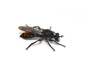 The black and orange robber fly Choerades gilva isolated on white background