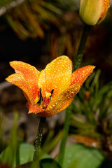 Bright yellow-orange tulip blossom with raindrops in spring garden