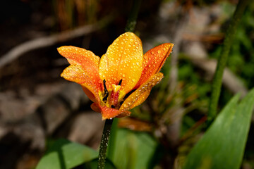 Bright yellow-orange tulip blossom with raindrops in spring garden