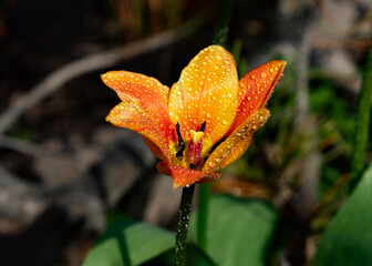 Bright yellow-orange tulip blossom with raindrops in spring garden
