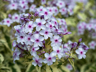 Fototapeta premium Closeup of pretty little flowers of Phlox paniculata, variety Norah Leigh, in a garden