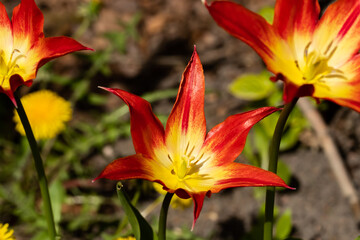 Bright red-yellow tulip blossom in spring garden