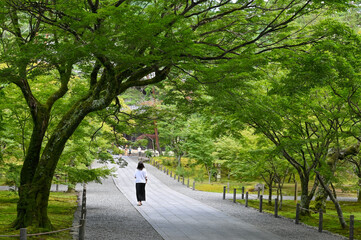 夏の京都 お寺の参道を歩く女性