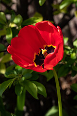 Bright red tulip blossom in spring garden