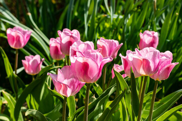 Pink tulip flowers on flowerbed in city park