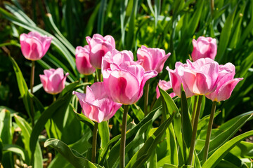 Pink tulip flowers on flowerbed in city park