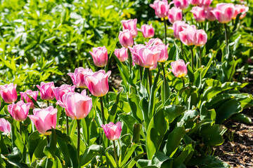 Pink tulip flowers on flowerbed in city park