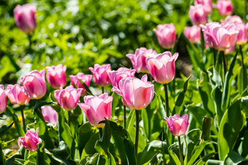 Pink tulip flowers on flowerbed in city park