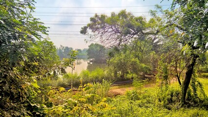 landscape scenic view of greenery, trees, park, nature