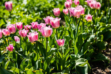 Pink tulip flowers on flowerbed in city park