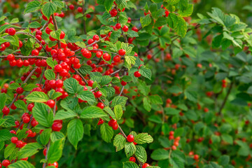 lush bush with berries of red juicy ripe cherries on the branches. Cherry juice.