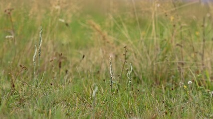 Herbst-Drehwurz (Spiranthes spiralis).