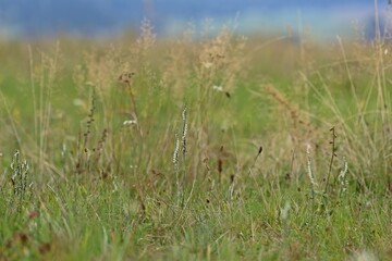 Obraz na płótnie Canvas Herbst-Drehwurz (Spiranthes spiralis).