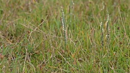 Herbst-Drehwurz (Spiranthes spiralis).