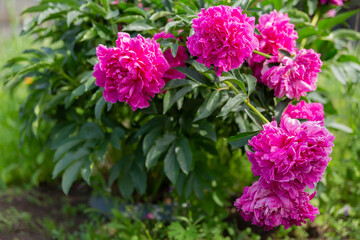 lush bud of a peony flower on a background of green foliage. Natural background. Greeting card for the holiday.