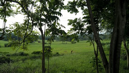 landscape scenic view of greenery, trees, park, nature